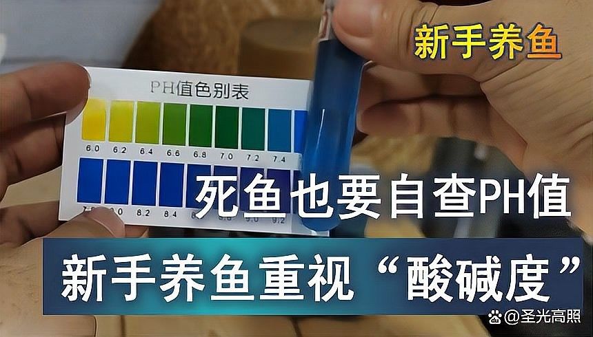 龍魚缸多久檢測一次pH值：玄寵宿舍,魚缸水質檢測多少為正常