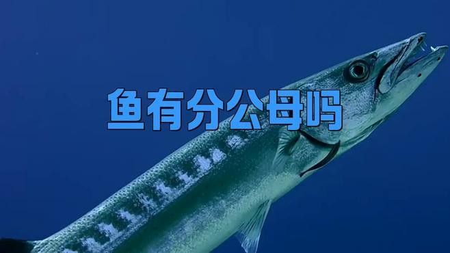 如何區分斑龍魚的雌雄？：區分斑龍魚（通常指龍魚）的雌雄可通過以下特征判斷 如何區分斑龍魚的雌雄？：區分斑龍魚（通常指龍魚）的雌雄可通過以下特征判斷 龍魚百科 第1張