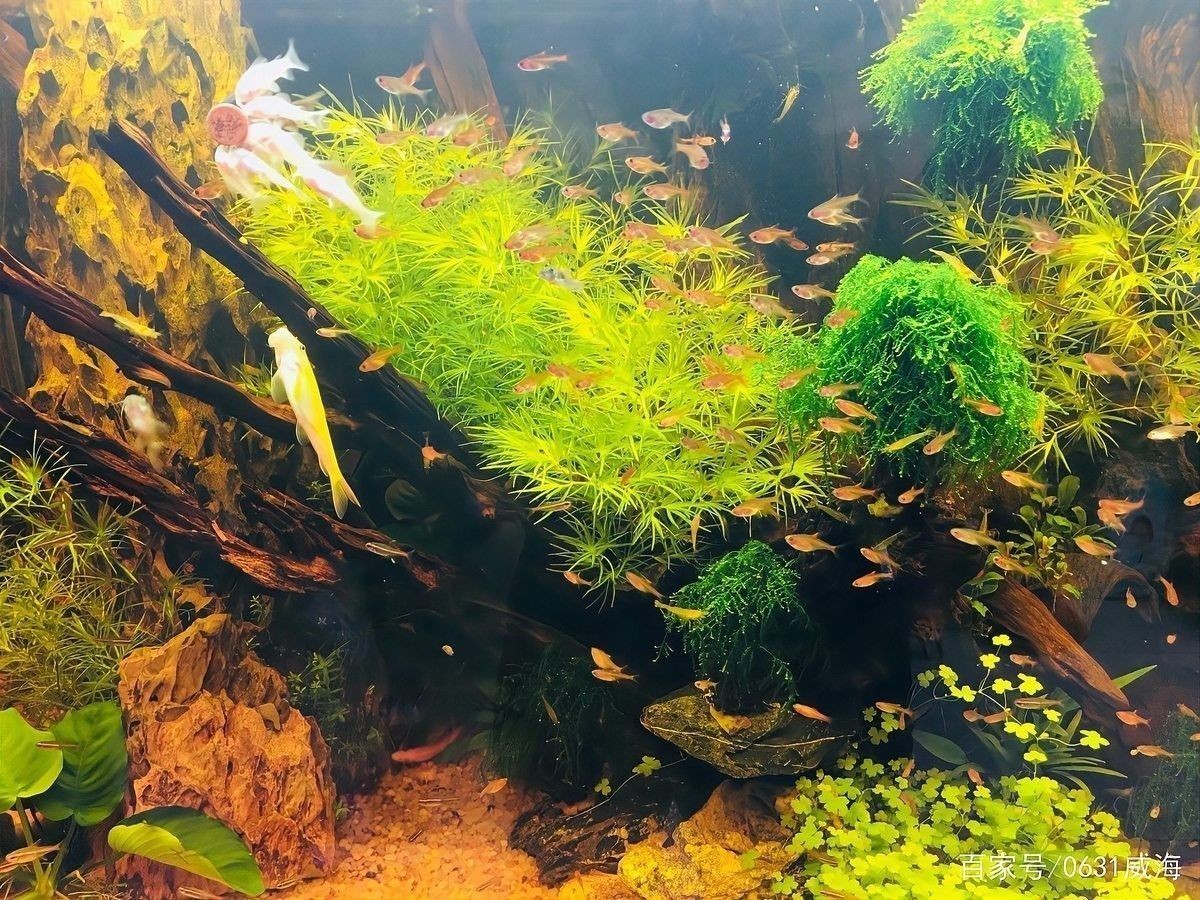 六角恐龍魚混養需要隔離盒嗎：六角恐龍混養是否需要隔離盒需根據具體情況判斷