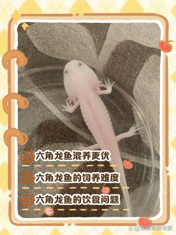 六角恐龍魚混養需要隔離盒嗎：六角恐龍混養是否需要隔離盒需根據具體情況判斷