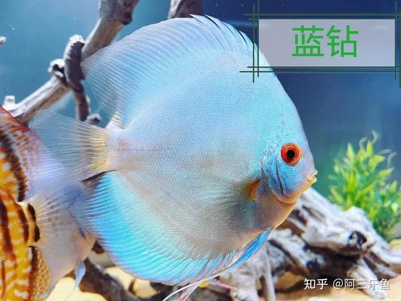 24K金頭過背金龍多久喂一次：24k金頭過背金龍多久換一次水