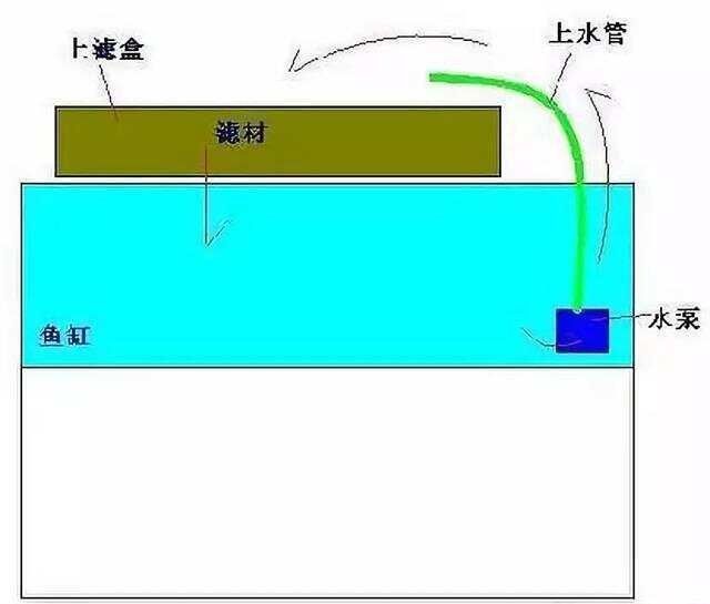 龍魚混養需要多大的過濾桶：如何選擇適合龍魚混養的過濾桶？
