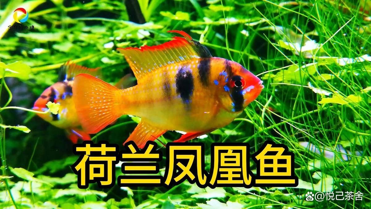 如何避免飛鳳魚吸食虎紋恐龍魚？：飛鳳魚吸食行為通常針對體弱或患病的魚