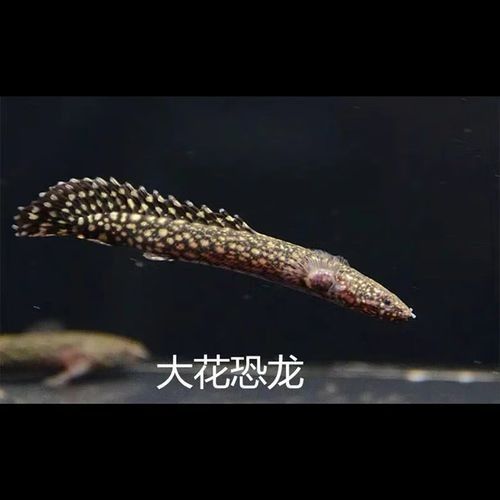 哪里可以購買到草繩恐龍魚？：關于草繩恐龍魚的購買渠道及商品信息整理：clcey草種旗艦店