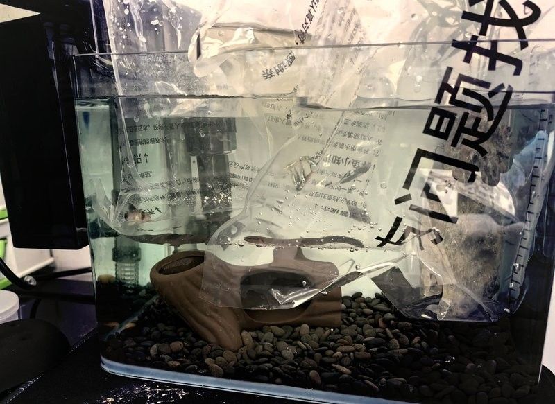 哪里可以購買到草繩恐龍魚？：關于草繩恐龍魚的購買渠道及商品信息整理：clcey草種旗艦店