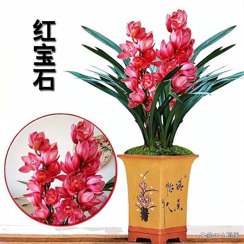 紅龍字蘭花多久繁殖一次：養(yǎng)蘭做了這件事，年年開爆盆,千萬別偷懶!