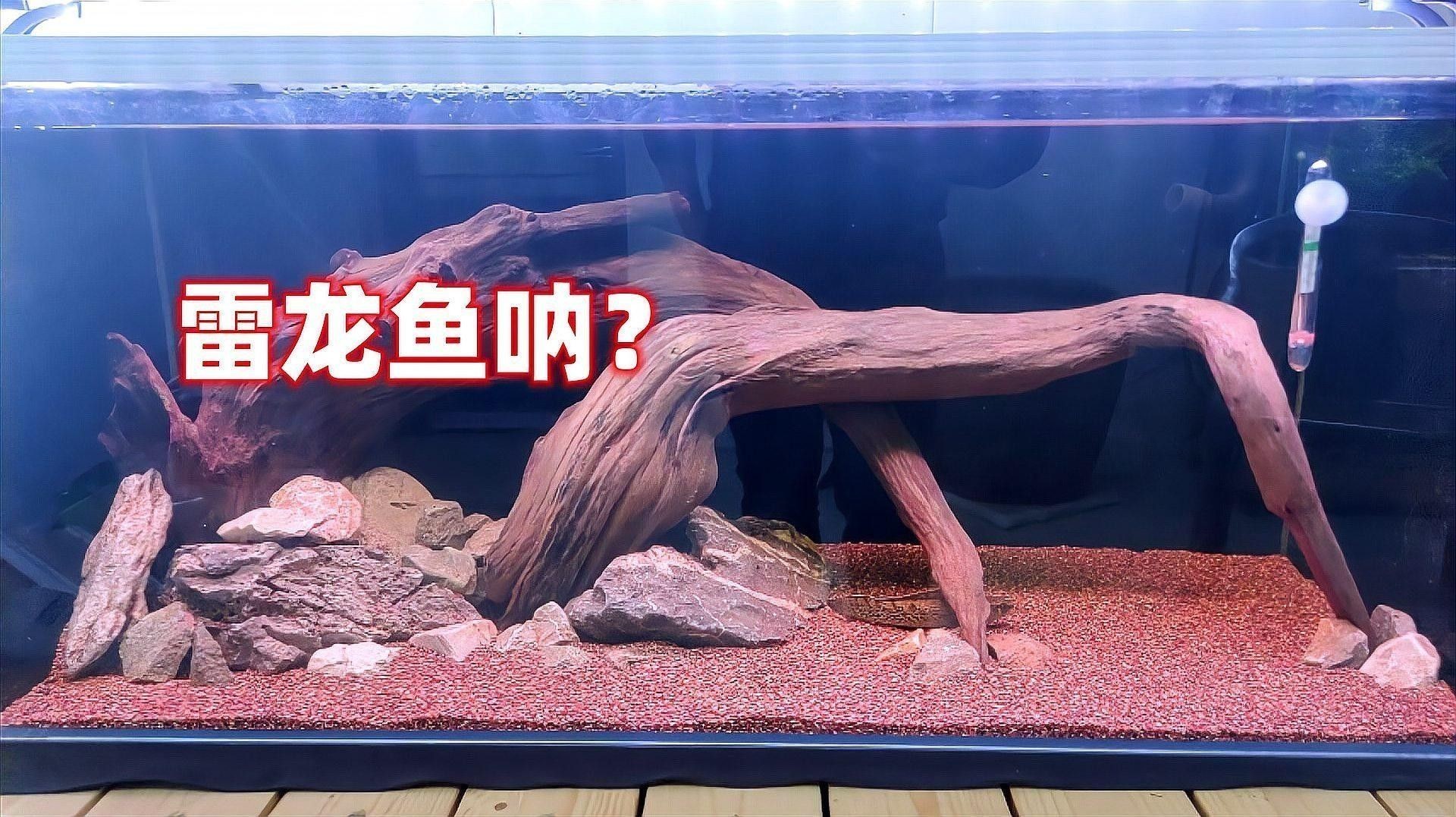 如何為雷龍魚提供適宜的飼養(yǎng)環(huán)境：雷龍魚偏好弱酸性軟水（ph6.0-10dh）