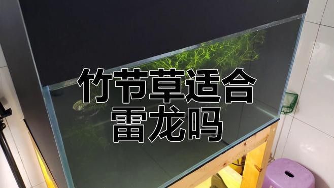 如何為雷龍魚提供適宜的飼養(yǎng)環(huán)境：雷龍魚偏好弱酸性軟水（ph6.0-10dh）