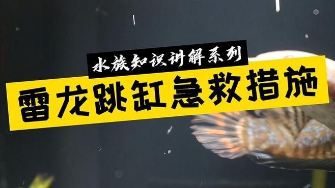 龍魚跳缸后如何搶救：雷龍魚跳缸后如何處理急救措施全解析