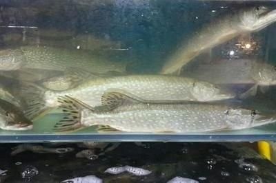 簡陽哪個水族館龍魚好？祥龍魚場龍魚：簡陽地區水族館祥龍魚場 簡陽哪個水族館龍魚好？祥龍魚場龍魚：簡陽地區水族館祥龍魚場 龍魚百科 第15張