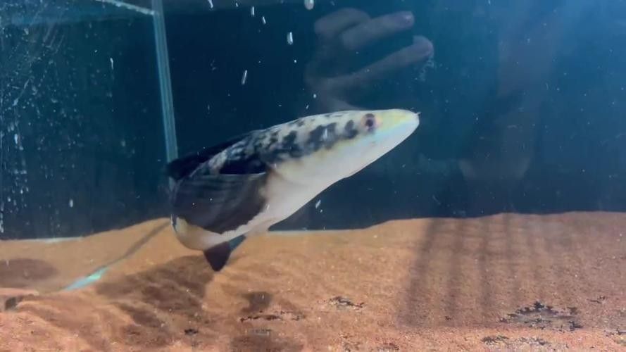 彩虹雷龍魚多久喂一次？：彩虹雷龍魚（七彩雷龍）喂食頻率需根據其生長階段和個體差異進行調整 彩虹雷龍魚多久喂一次？：彩虹雷龍魚（七彩雷龍）喂食頻率需根據其生長階段和個體差異進行調整 龍魚百科 第6張