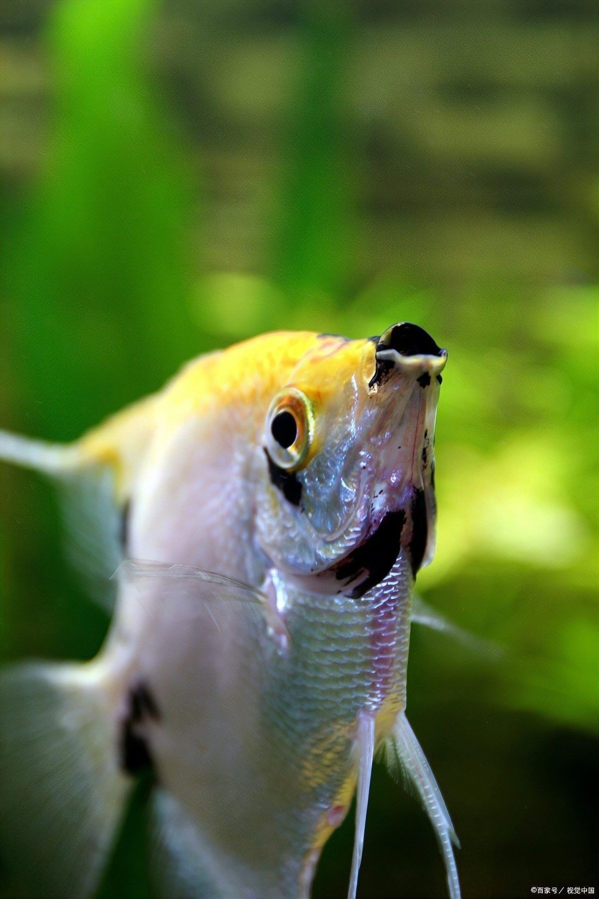 如何選擇性格溫順的混養魚？：養魚總翻車這5種“懶人觀賞魚”