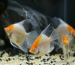 如何選擇性格溫順的混養魚？：養魚總翻車這5種“懶人觀賞魚”
