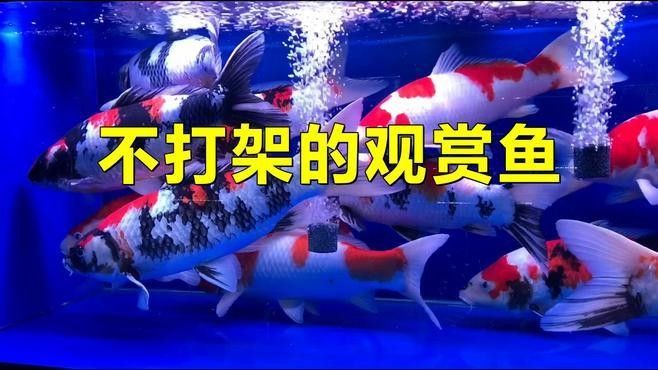 如何選擇性格溫順的混養魚？：養魚總翻車這5種“懶人觀賞魚”