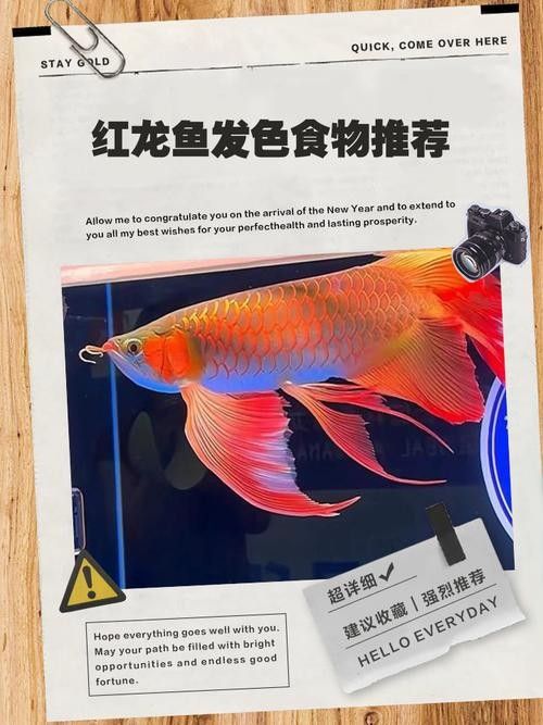 哪種類型的燈光最適合紅龍魚發色：紅龍發色與燈光色溫的奧秘 哪種類型的燈光最適合紅龍魚發色：紅龍發色與燈光色溫的奧秘 龍魚百科 第2張