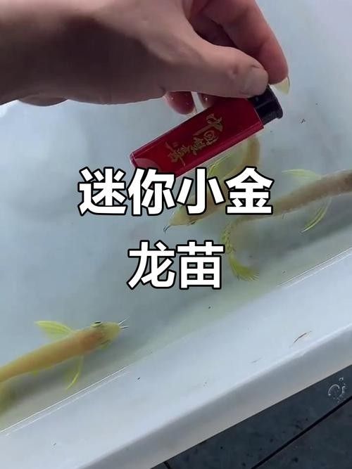 金龍苗吃什么食物長得快：老農談三農，金龍魚吃什么長得快