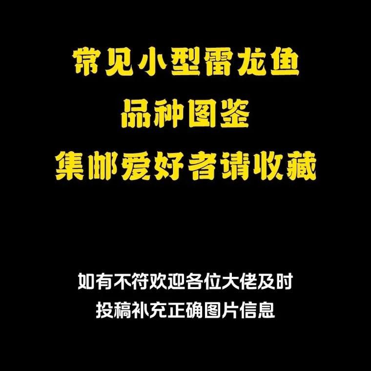 給我更多小型龍魚品種的圖片：中國斗魚（天堂魚或龍魚）是本土特色品種