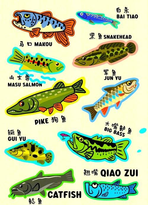 給我更多小型龍魚品種的圖片：中國斗魚（天堂魚或龍魚）是本土特色品種