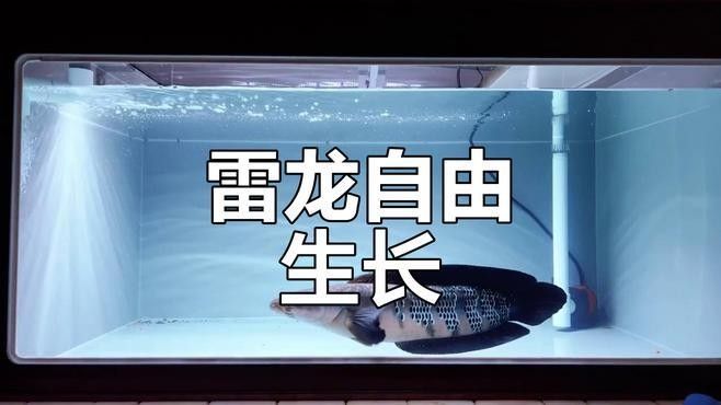 黑魔神雷龍魚需要多大的魚缸？：如何布置黑魔神雷龍魚的魚缸？