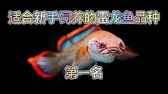 幻彩紅寶石雷龍有哪些品種：幻彩紅寶石雷龍channapulchra瀾粼錦魚雷龍品種介紹