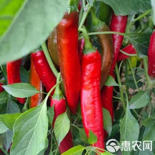 介紹一下洛賓辣椒紅龍：洛賓辣椒紅龍是什么品種