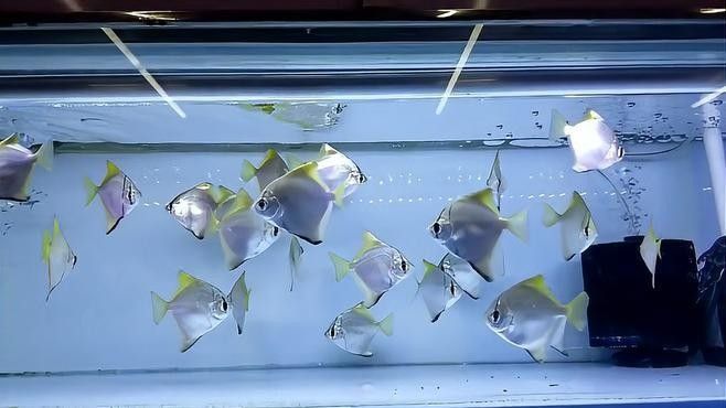 黃鰭鯧和龍魚混養需要注意什么：黃鰭鯧與龍魚混養需注意以下關鍵點