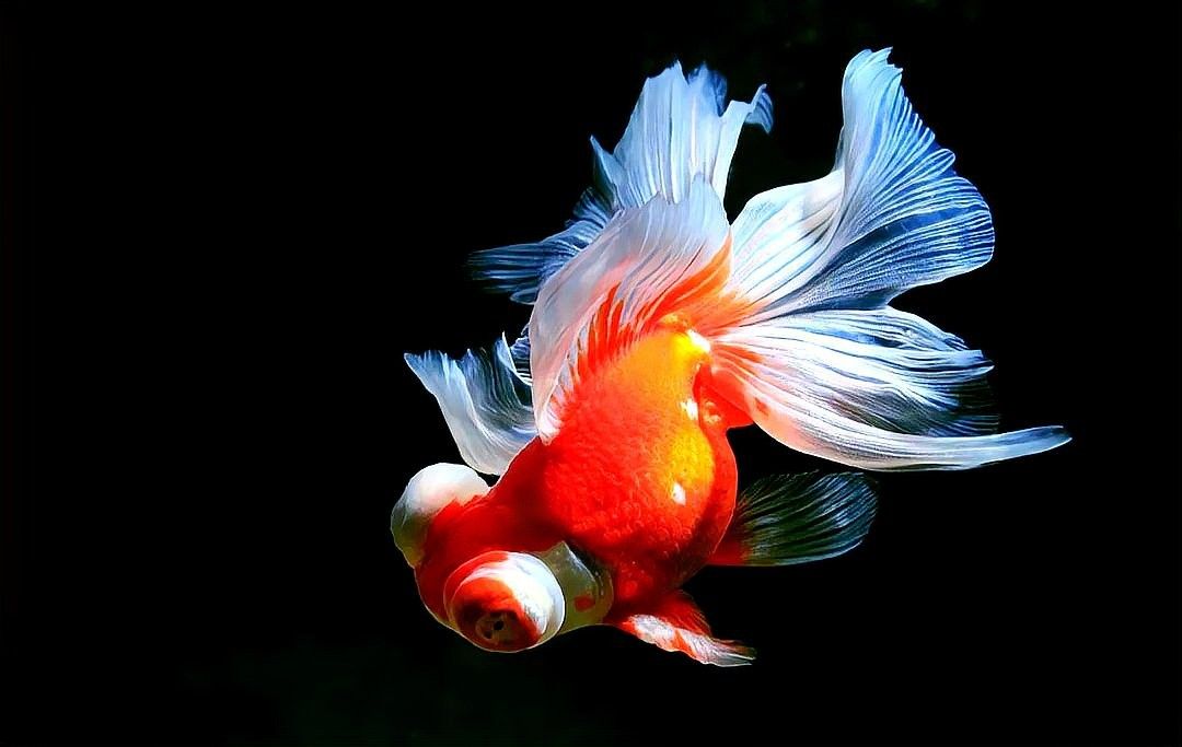 紅龍魚與哪些屬相最配：紅龍魚與生肖蛇的適配性如何 紅龍魚與哪些屬相最配：紅龍魚與生肖蛇的適配性如何 龍魚百科 第3張
