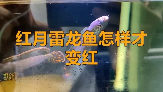 紅龍魚(yú)發(fā)色失敗怎么辦？：紅龍魚(yú)為什么不紅