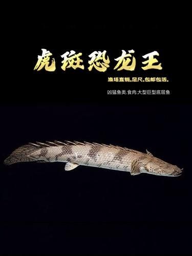 如何區(qū)分虎紋恐龍王魚的稀有品相：虎紋恐龍王魚的稀有品相