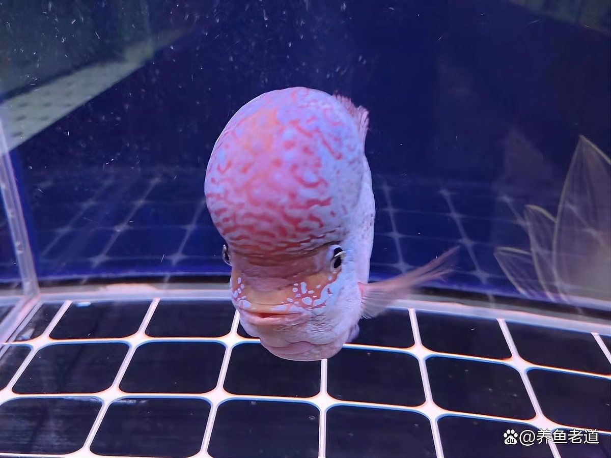 龍魚飼養中常見的誤區有哪些：龍魚飼養中常見的6個誤區及正確方法探討心有猛虎玩數碼