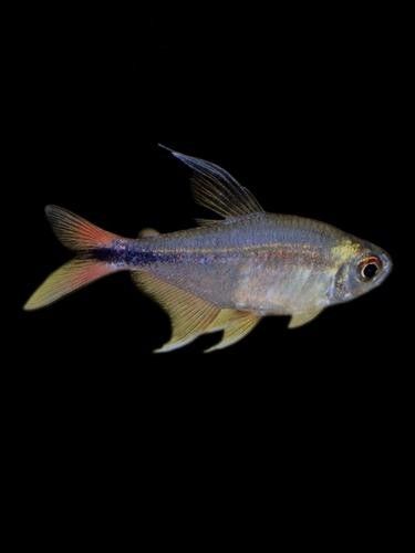推薦一些更溫和的混養魚種：這5種“懶人觀賞魚”,新手也能養出好狀態
