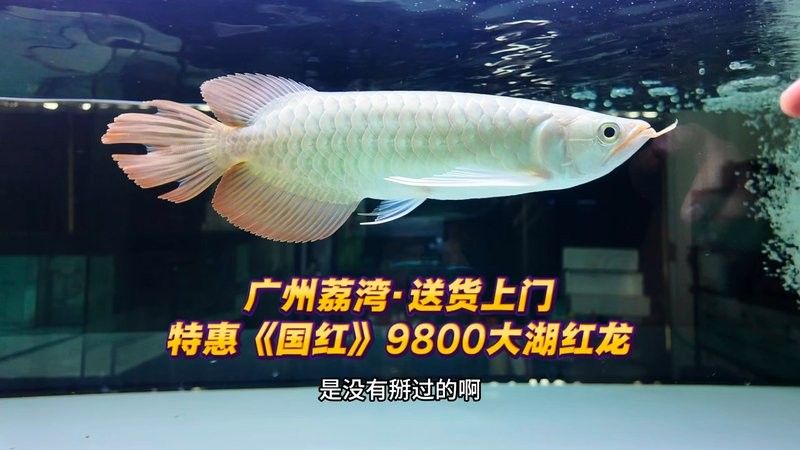 大湖紅龍魚視頻播放器有哪些功能？：大湖紅龍魚視頻播放器