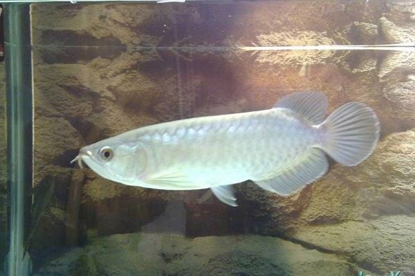 大青龍魚適合新手養殖嗎：大青龍魚好養嗎