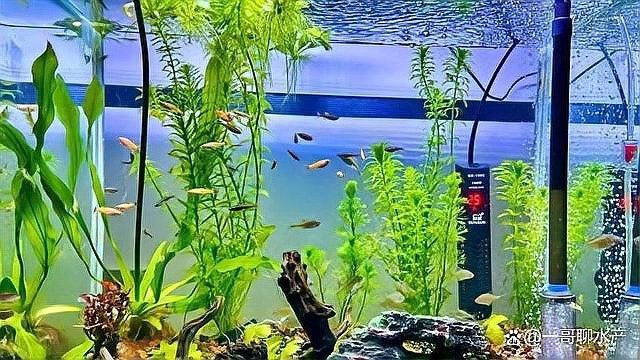 龍魚缸清潔魚多久能見效？：龍魚缸怎么清潔？