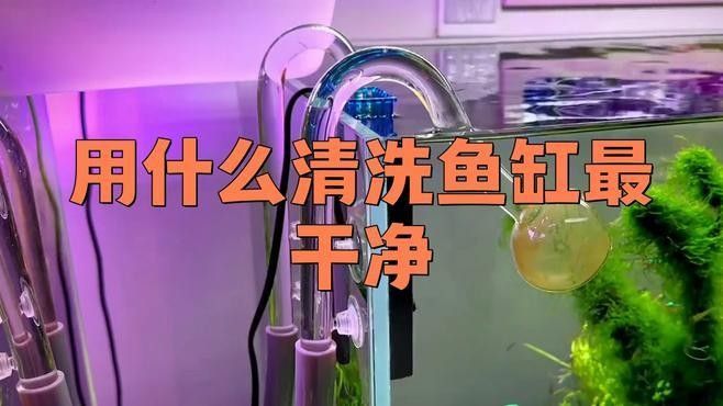 龍魚缸清潔魚多久能見效？：龍魚缸怎么清潔？