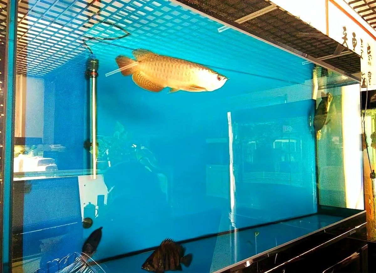 龍魚缸底濾系統安裝教程：魚缸上濾改底濾全攻略 龍魚缸底濾系統安裝教程：魚缸上濾改底濾全攻略 龍魚百科 第1張