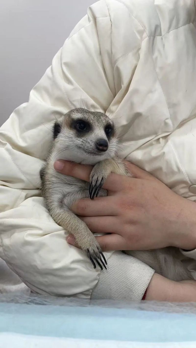 保定保康動物醫院有處理過龍魚嗎：保定保康動物醫院有哪些專業水族診療機構？