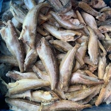深圳龍魚批發有優惠嗎：深圳龍魚批發市場價格查詢