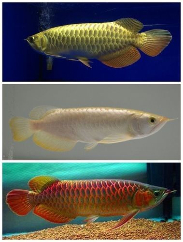 能推薦一些青龍魚壁紙嗎？：精選的青龍魚壁紙推薦