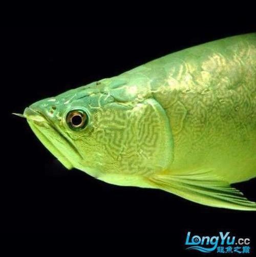 能推薦一些青龍魚壁紙嗎？：精選的青龍魚壁紙推薦
