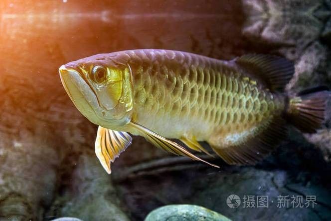 給我一些高清的澳洲龍魚圖片：澳洲龍魚主要包括星點龍魚和星點斑紋龍魚 給我一些高清的澳洲龍魚圖片：澳洲龍魚主要包括星點龍魚和星點斑紋龍魚 龍魚百科 第25張