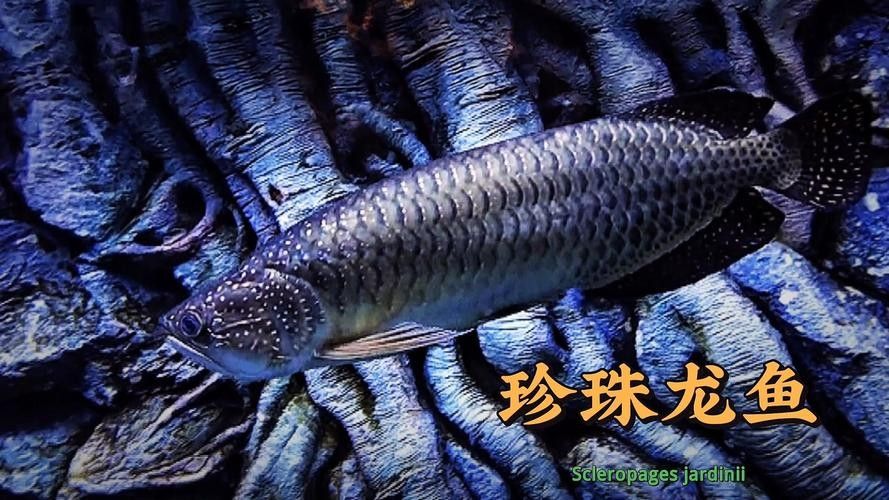 給我一些高清的澳洲龍魚圖片：澳洲龍魚主要包括星點龍魚和星點斑紋龍魚 給我一些高清的澳洲龍魚圖片：澳洲龍魚主要包括星點龍魚和星點斑紋龍魚 龍魚百科 第15張