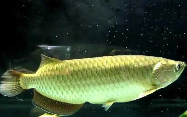 給我一些高清的澳洲龍魚圖片：澳洲龍魚主要包括星點龍魚和星點斑紋龍魚 給我一些高清的澳洲龍魚圖片：澳洲龍魚主要包括星點龍魚和星點斑紋龍魚 龍魚百科 第32張