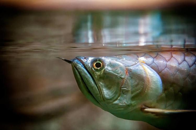 給我一些高清的澳洲龍魚圖片：澳洲龍魚主要包括星點龍魚和星點斑紋龍魚 給我一些高清的澳洲龍魚圖片：澳洲龍魚主要包括星點龍魚和星點斑紋龍魚 龍魚百科 第19張