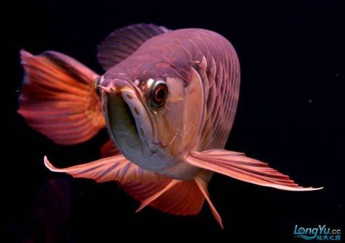 給我一些高清的澳洲龍魚圖片：澳洲龍魚主要包括星點龍魚和星點斑紋龍魚 給我一些高清的澳洲龍魚圖片：澳洲龍魚主要包括星點龍魚和星點斑紋龍魚 龍魚百科 第14張