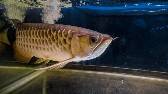 給我一些高清的澳洲龍魚圖片：澳洲龍魚主要包括星點龍魚和星點斑紋龍魚 給我一些高清的澳洲龍魚圖片：澳洲龍魚主要包括星點龍魚和星點斑紋龍魚 龍魚百科 第17張
