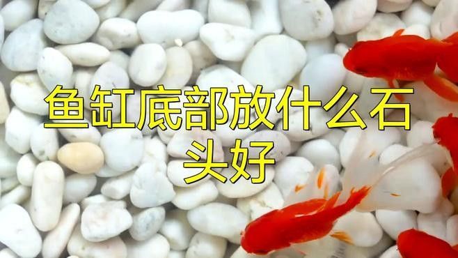 如何選擇適合龍魚的造景石：魚缸底部放什么石頭好
