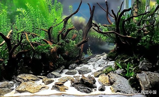 如何選擇適合龍魚的造景石：魚缸底部放什么石頭好