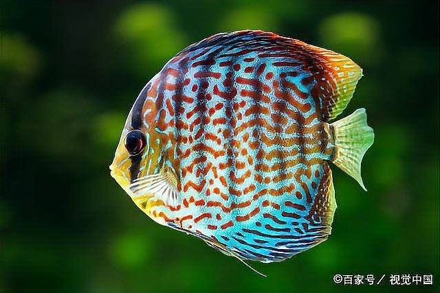 龍魚縮鰭縮尾會死嗎：龍魚出現(xiàn)縮鰭縮尾是怎么回事？ 龍魚縮鰭縮尾會死嗎：龍魚出現(xiàn)縮鰭縮尾是怎么回事？ 龍魚百科 第3張