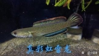 彩虹雷龍稀有品種的市場價格：彩虹雷龍魚多少錢一條